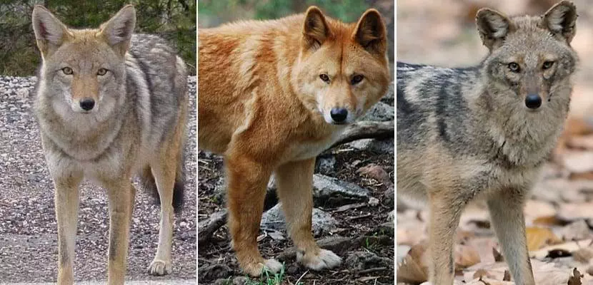 Coyote, dingo y chacal