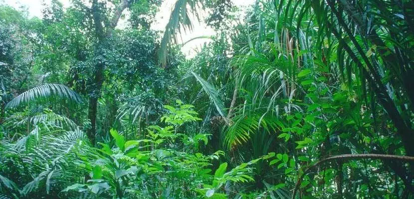熱帯林