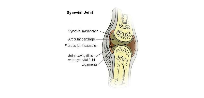 What Are Joints And What Are They For?